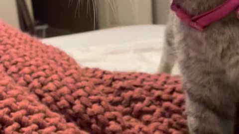 PLAY THIS SOUND to see if your cat would protect you!