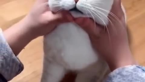 Funny Cat