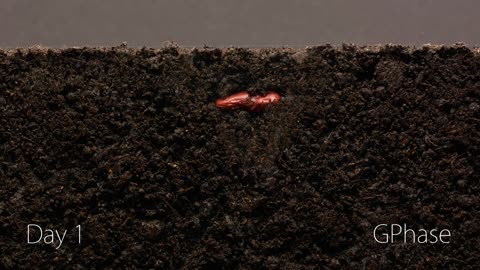 Bean Time-Lapse - 25 days _ Soil cross section