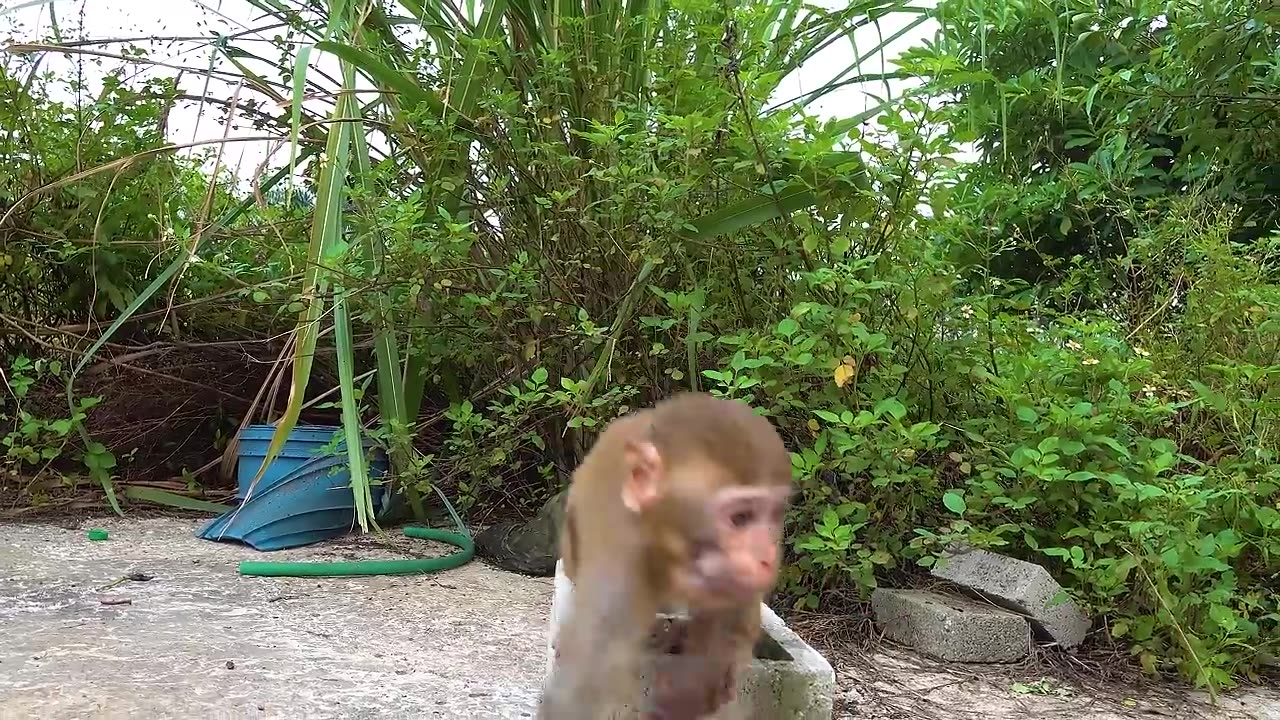 Happy monkeys with rabbit and making fun