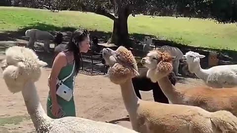 Funny animals video