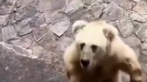 crazy bear in the forest