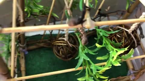 Fall Baby Ambilobe Panther Chameleons Pt2