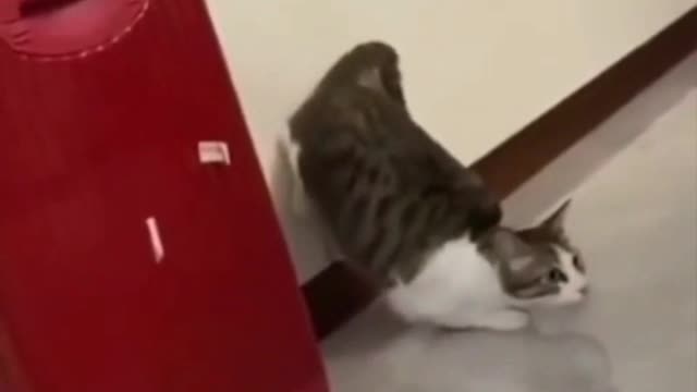 Funny Cats Funny Cat Videos #24