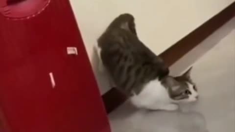 Funny Cats Funny Cat Videos #24