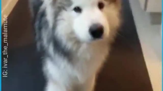 Fluffy Malamute Sings Awoo Songs