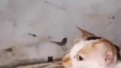 Funny Cat