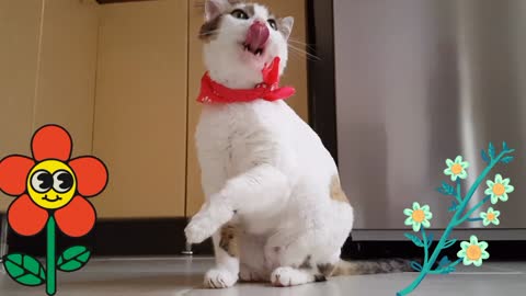 A cute cat doing so funny activities