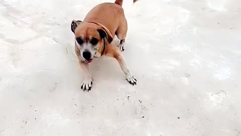 DOG Lover's
