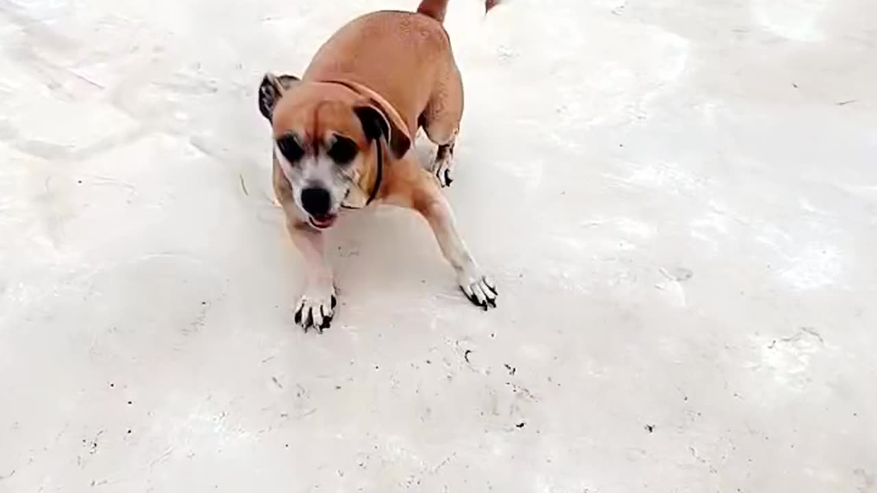 DOG Lover's