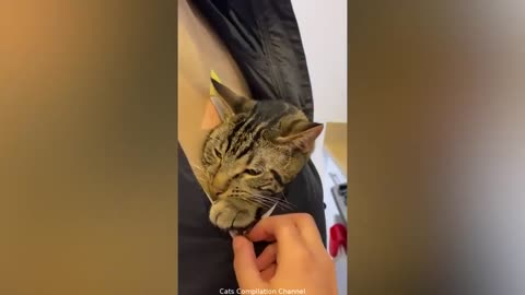 The best funny cat compilation you'll ever see