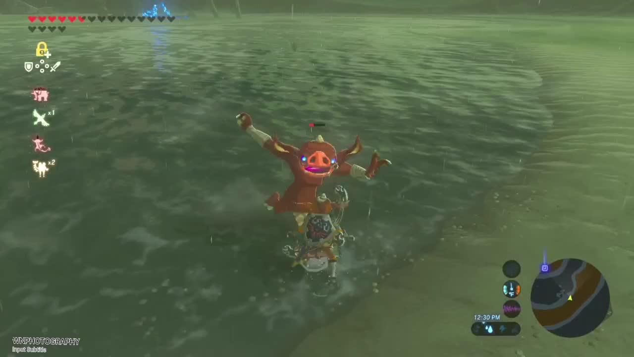 PIG IN THE WATER