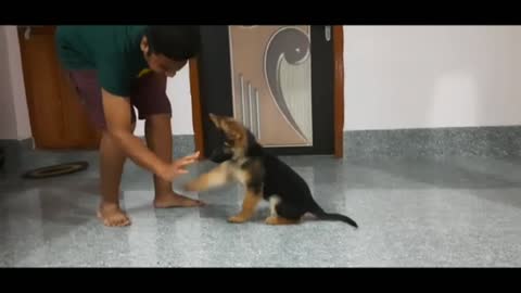 Dog video training