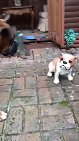 Boxer intenta desesperadamente hacerse amigo de un perro de cerámica