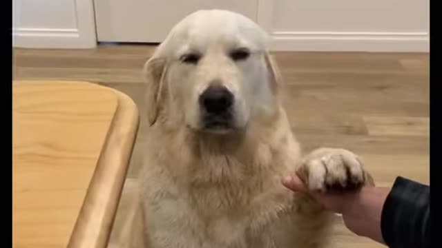 Dog lover