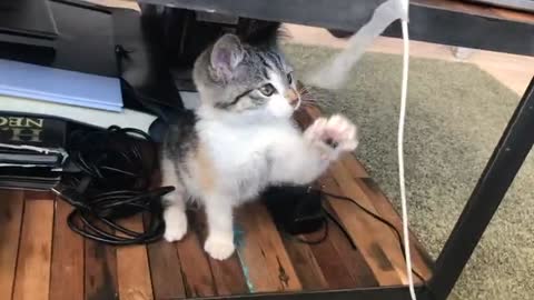 Cute Cat Playing with Tape