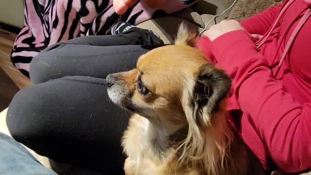 My sweet little dog HATES feet!