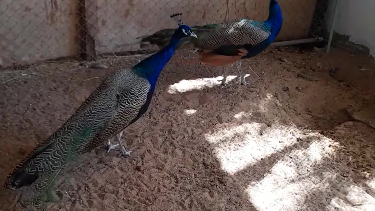 Good animal