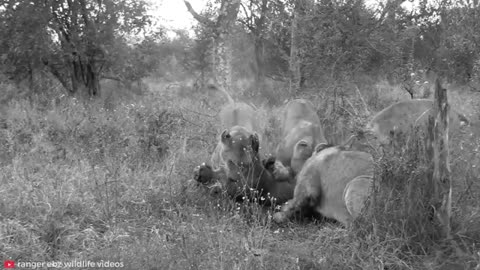 15 HORRIFIC LION Attack Caught On Camera