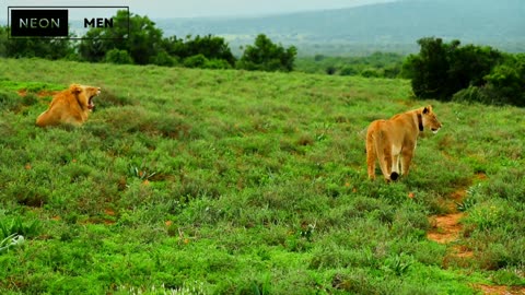 lion's in open field_enjoy nature 😍❤️