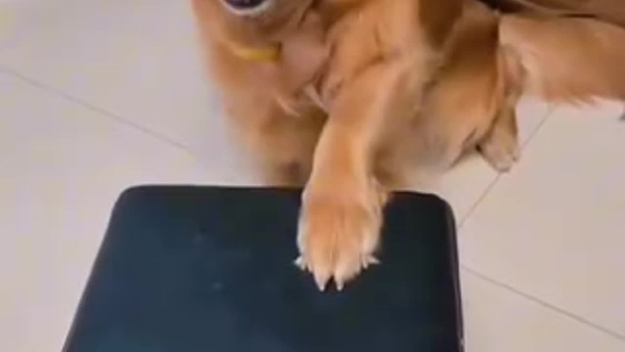 Most funniest dog video