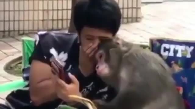 The action of a monkey is very funny😂