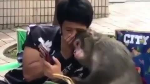 The action of a monkey is very funny😂