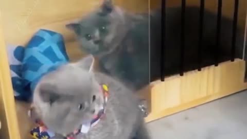 Funny Animal videos That Will Make You Laugh