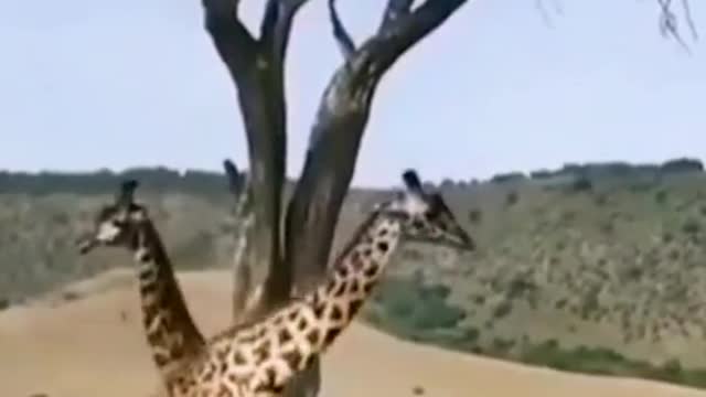 What are those two doing? They're not giraffes