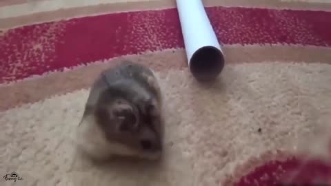 #funny animal video compilation, funny video to make your mood fantastic 😍😍😍