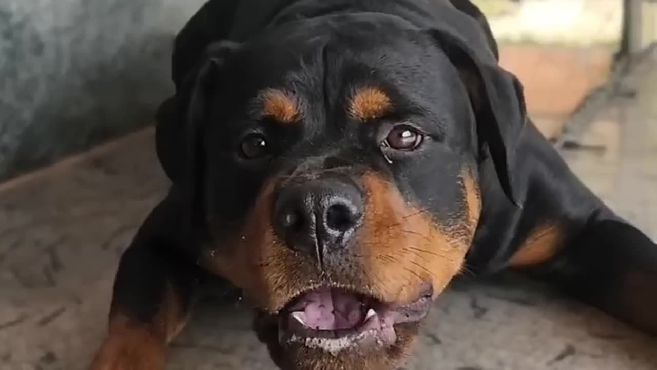 Huge dog