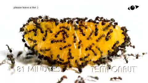 Ants vs Tangerine Time-lapse