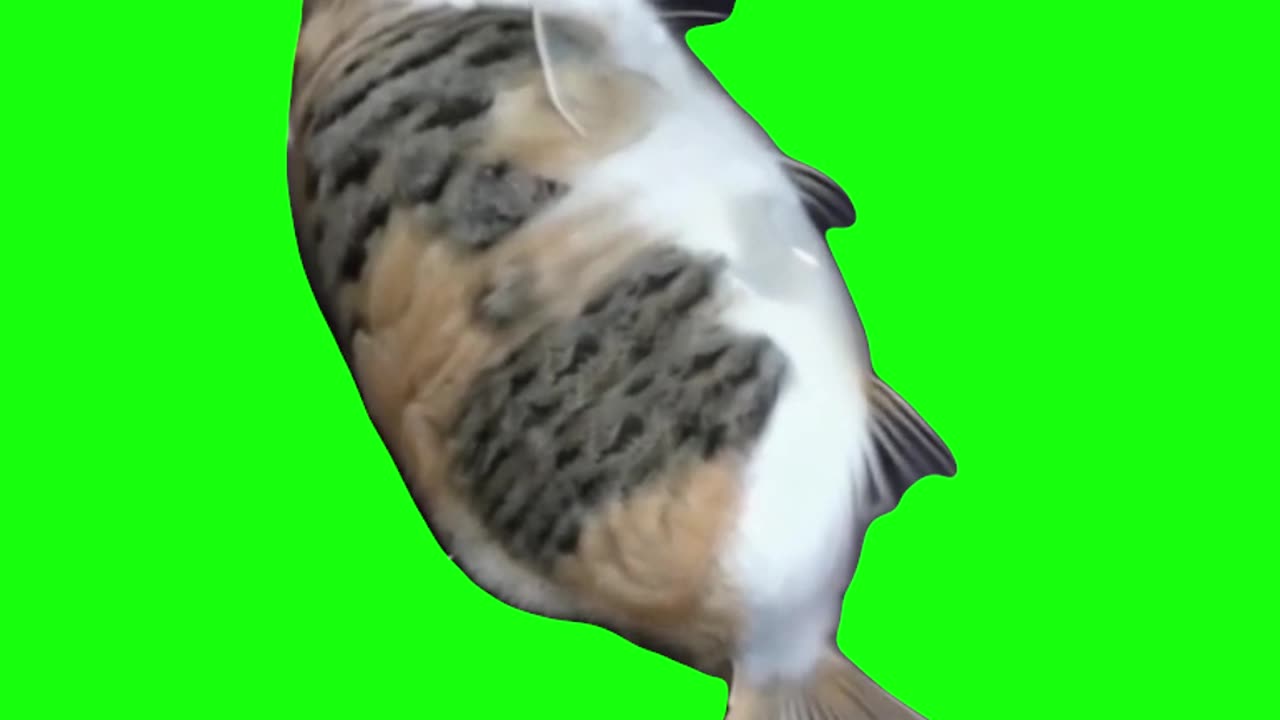 Cat Fish | Green Screen