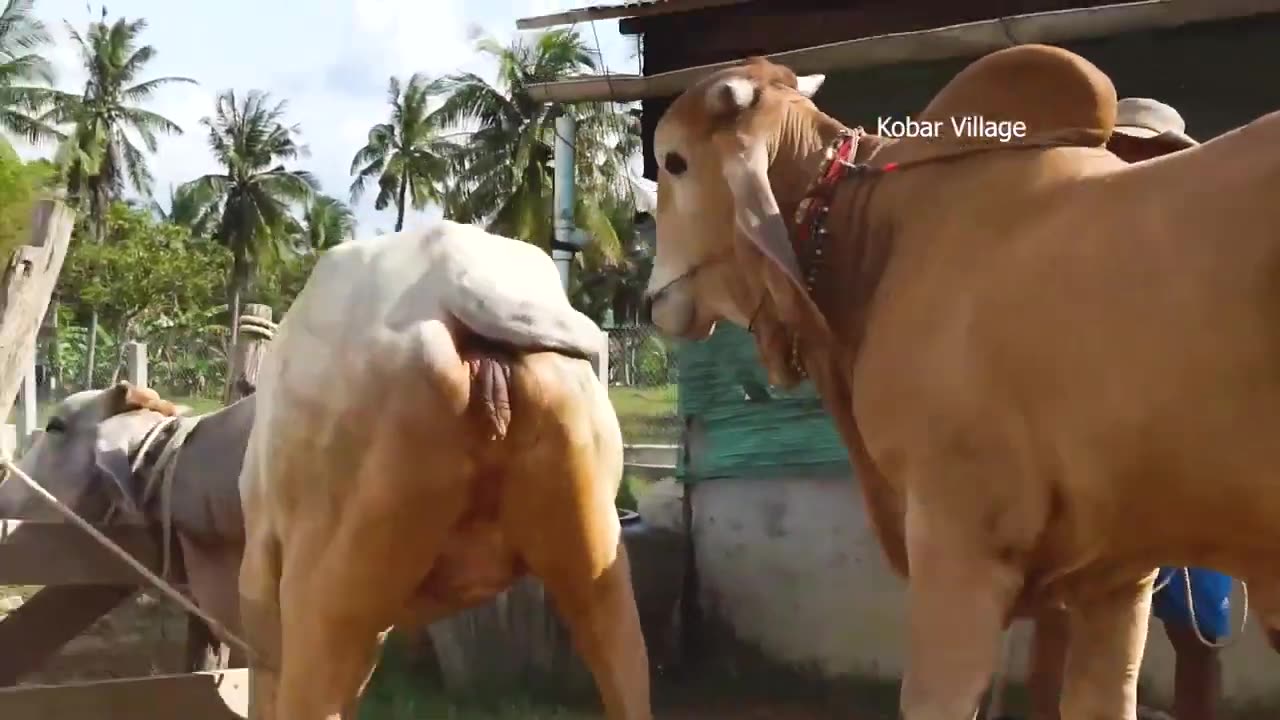 ANIMAL SEX WITH BREEDING COW