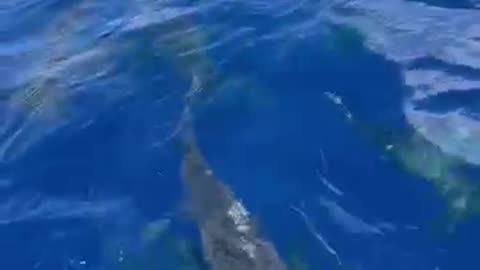 A healthy Ocean 🦈