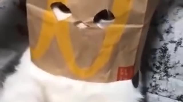 cat funny video