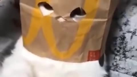 cat funny video
