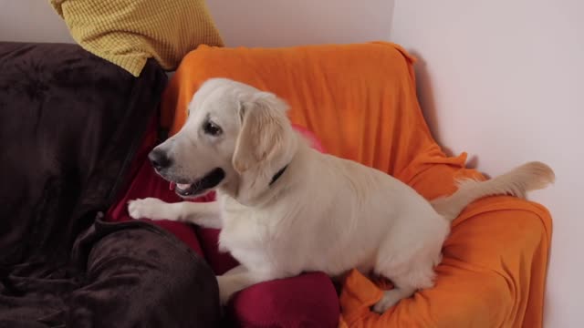 BIG EXPLOSION! Dog vs GIANT BALLOON Funny Puppy Bailey
