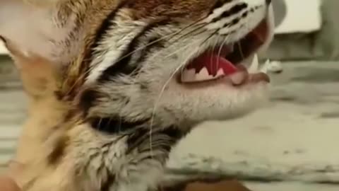 Animal cute