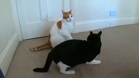 Cats Play Fighting