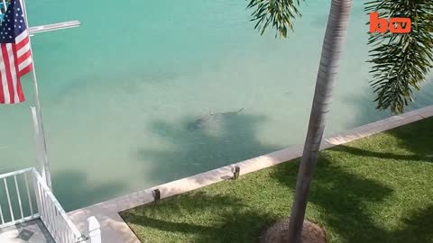 10 feet big bull spotted in Florida backyard