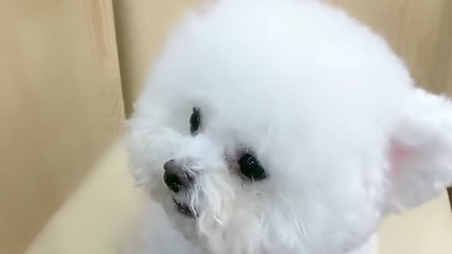 Amazing dog baby cute video