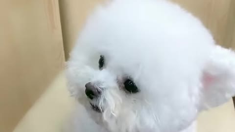 Amazing dog baby cute video