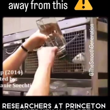 SUGAR 🎂🍰🍪🍩🍬