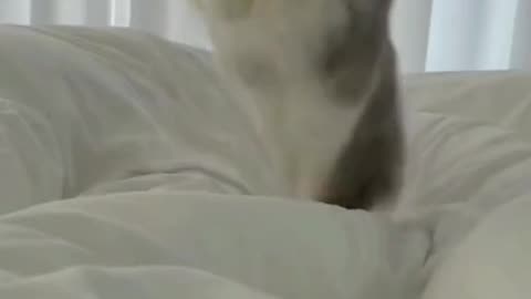 Cute and funny cat video.