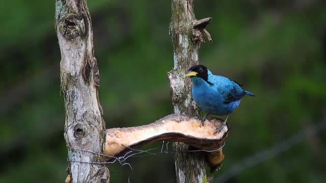 One of the most beautiful and rare birds