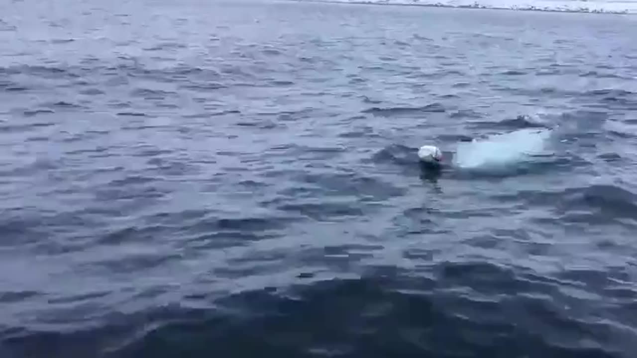 This man is playing fetch with a Beluga Whale. This is INCREDIBLE.