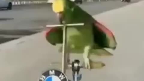 Parrot riding bmw