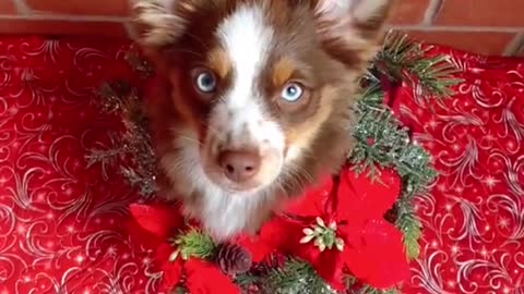 We are ready for Santa to come!