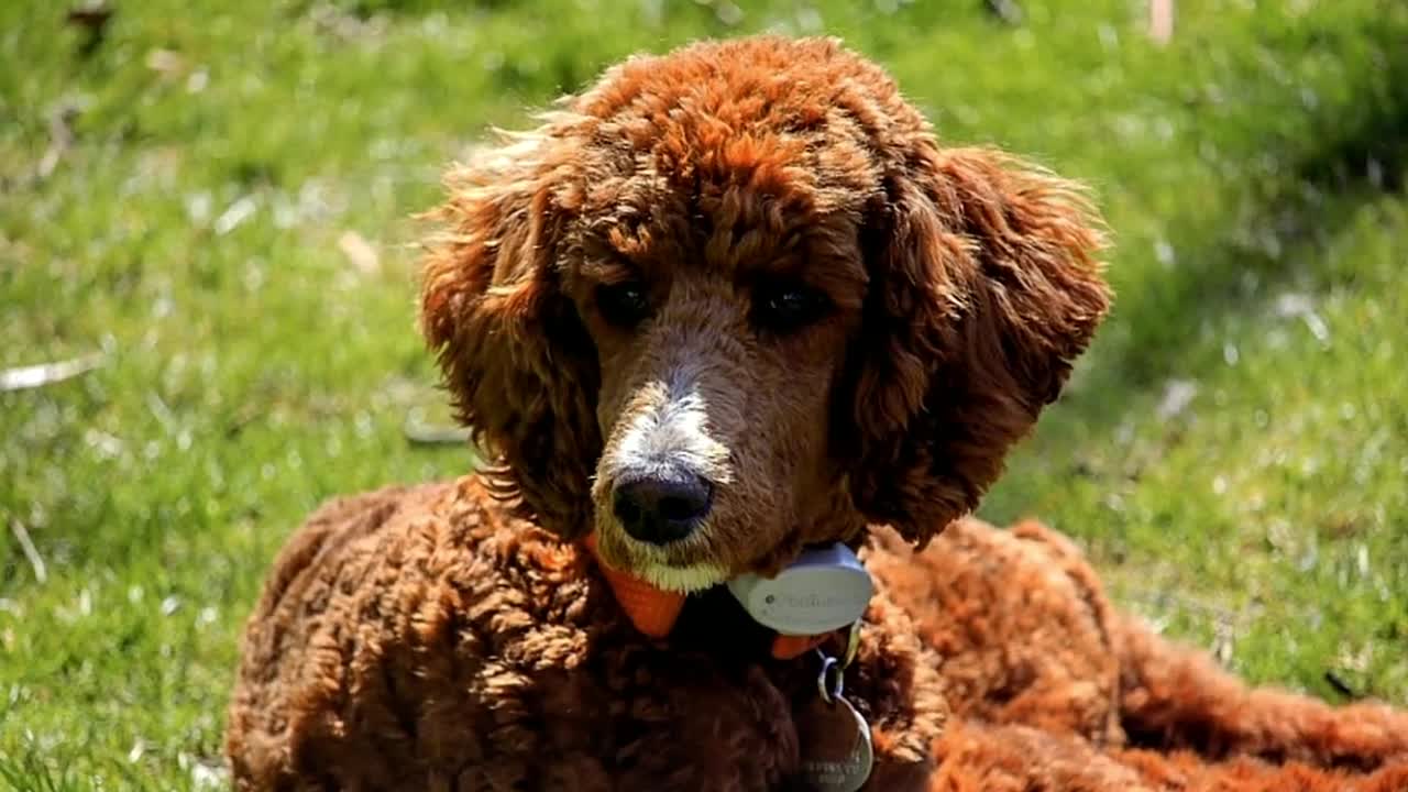 7 Reasons You Should NOT Get a Standard Poodle